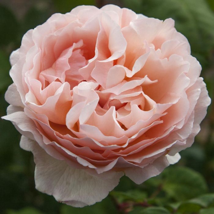 PRINESSESSA CHARLENE DE MONACO® Meidysouk
